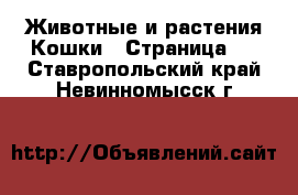 Животные и растения Кошки - Страница 2 . Ставропольский край,Невинномысск г.